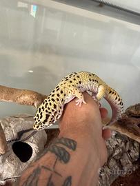 Geco leopardino