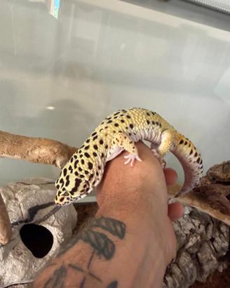 Geco leopardino
