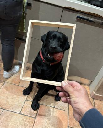 Labrador per monta