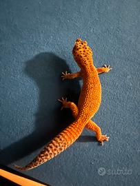 Geco Leopardino