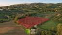 uliveto-di-5-000-mq-ca-con-200-piante