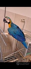 Pappagallo ararauna
