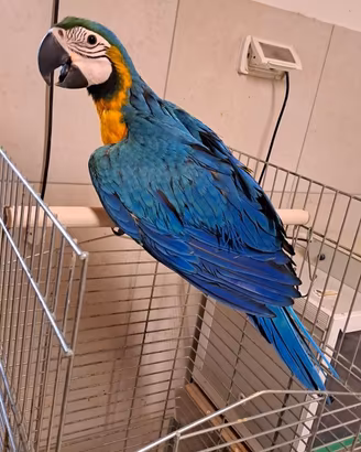 Pappagallo ararauna