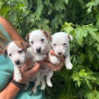 Cuccioli jack russell