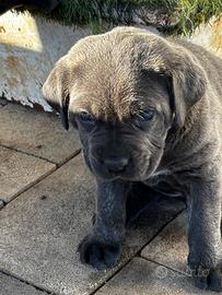 Cane Corso