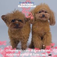 Barboncini per monta