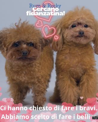 Barboncini per monta