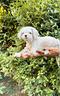 cucciolone-maltese-maschio-con-rimborso-spese