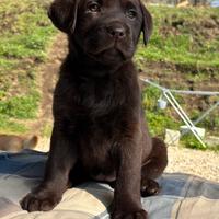 Labrador cucciola