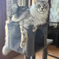 Gatto Maine coon