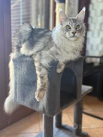 Gatto Maine coon