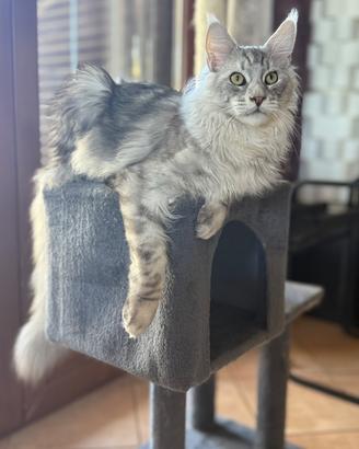 Gatto Maine coon