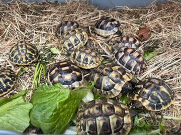 Tartarughe di terra
