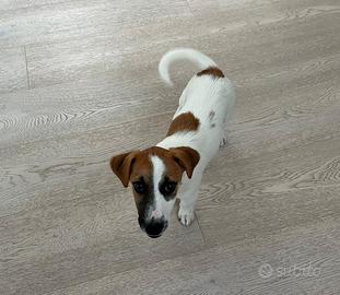 Jack Russell Terrier con Pedigree