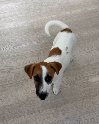 Jack Russell Terrier con Pedigree