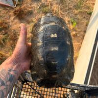 Tartaruga di terra marginata sarda