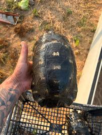 Tartaruga di terra marginata sarda