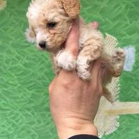 Barboncino mini toy