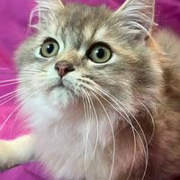 Gatto British Longhair Blu Golden Maschio