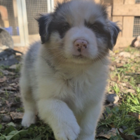 Cucciolata pastore australiano pedigree