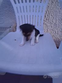 Cuccioli di Jack Russel