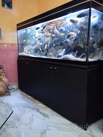 acquario 