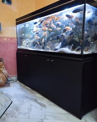 acquario 