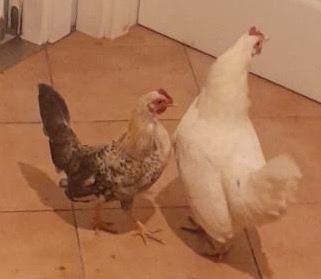 Galline