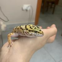 Geco leopardino femmina