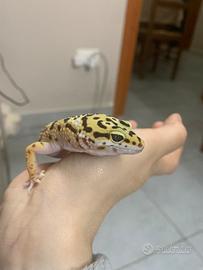Geco leopardino femmina
