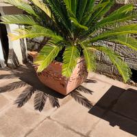 Cycas in vaso 2 piante