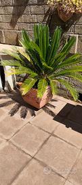 Cycas in vaso 2 piante