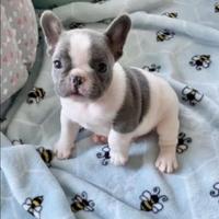 Bulldog francese bianco e blu esotico