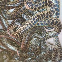 Baby Anaconde gialle