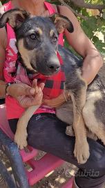 Cucciola mix pastore