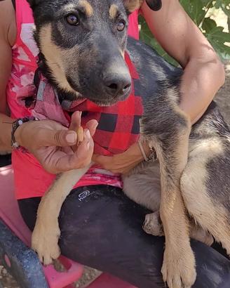Cucciola mix pastore