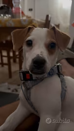 Cucciolo di jack russell di 8 mesi