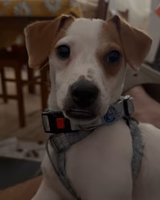 Cucciolo di jack russell di 8 mesi