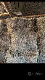 Baline fieno