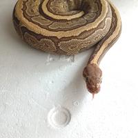 Pitone Reale Jigsaw Femmina CB/2023