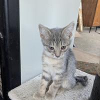 6 gattini dolcissimi