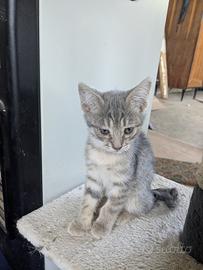 6 gattini dolcissimi