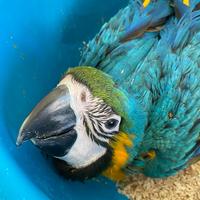 Ara arauana Pappagallo