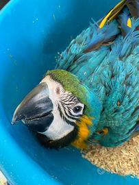 Ara arauana Pappagallo