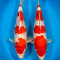 Carpe Koi Kohaku