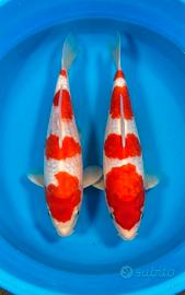 Carpe Koi Kohaku