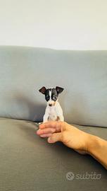 Jack russell