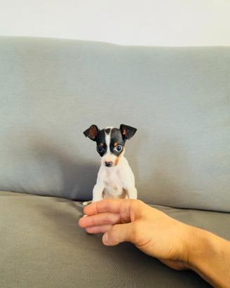 Jack russell