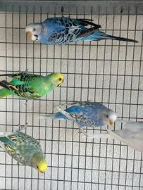 Coppie e singoli di cocorite