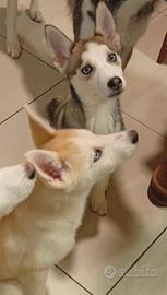 Cuccioli husky